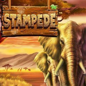 Stampede slot review betsoft